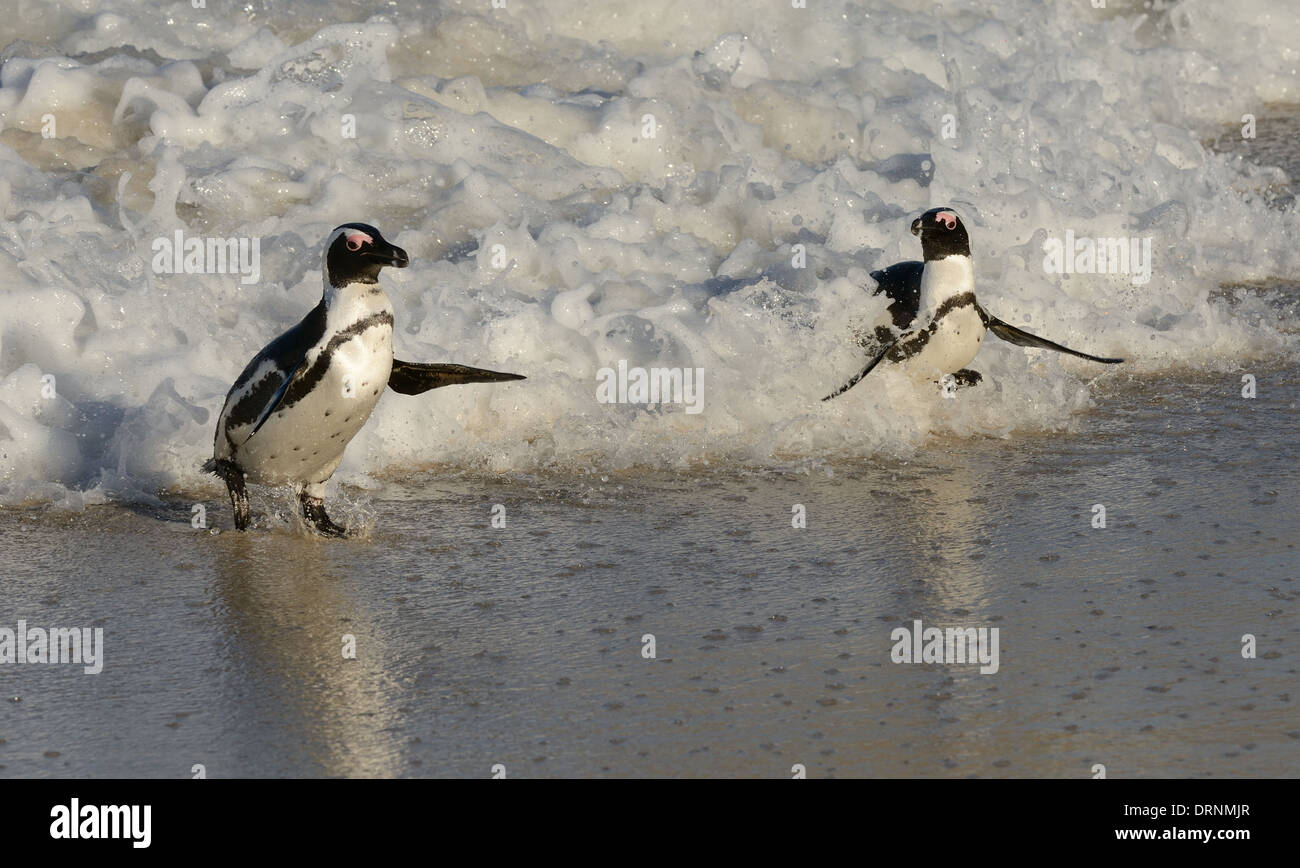 I Penguins africani sulla spiaggia di False Bay, Sud Africa con l'Oceano Atlantico in background. Foto Stock