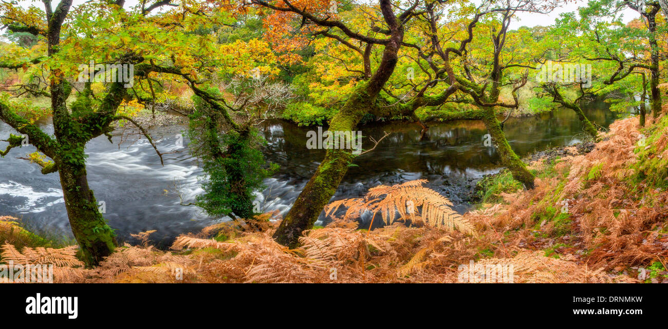Rovere sulle rive del fiume Owenmore, Erriff boschi, County Mayo, Irlanda. Foto Stock