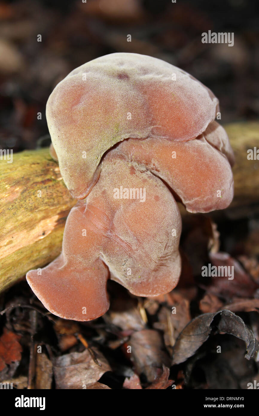 Jelly orecchio funghi Auricularia padiglione auricolare -judae Foto Stock