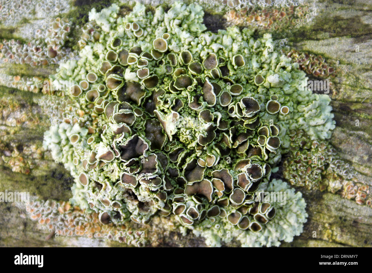 Il Lichen - Lecanora specie con a forma di disco (apothecia corpi fruttiferi) Foto Stock