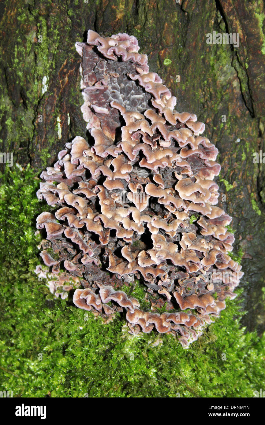 Foglia Argento fungo Chondrostereum purpureum Foto Stock