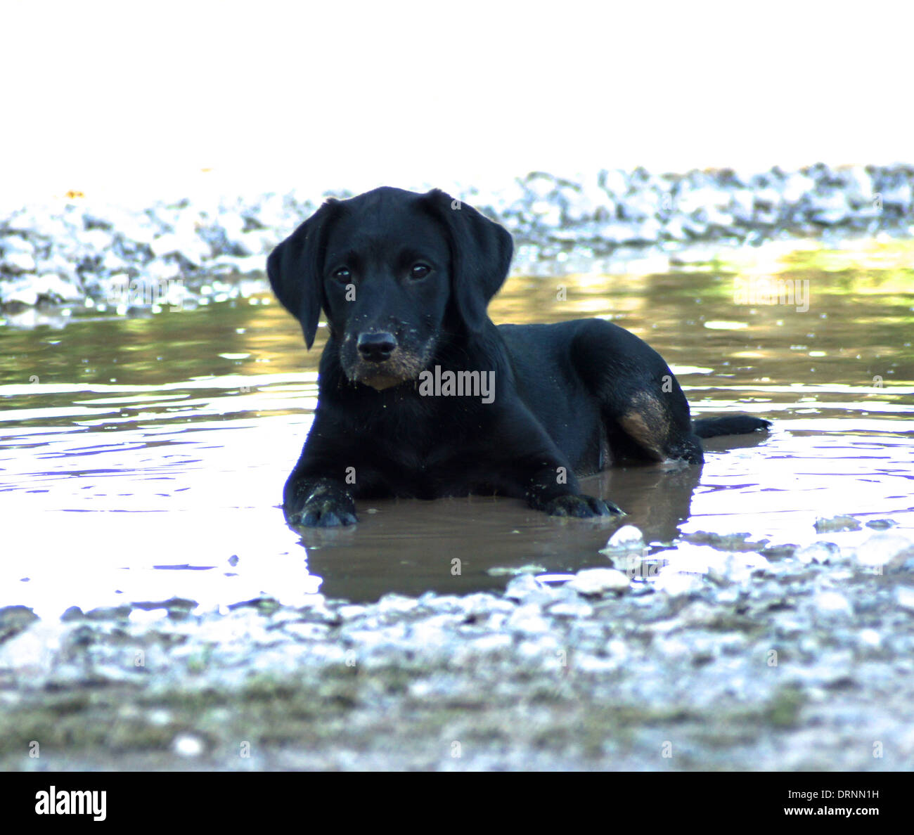 Fotografia presa di due mese vecchio nero Labrador cucciolo facendo ciò che il Labrador è amore - giacenti in acqua fangosa! Foto Stock