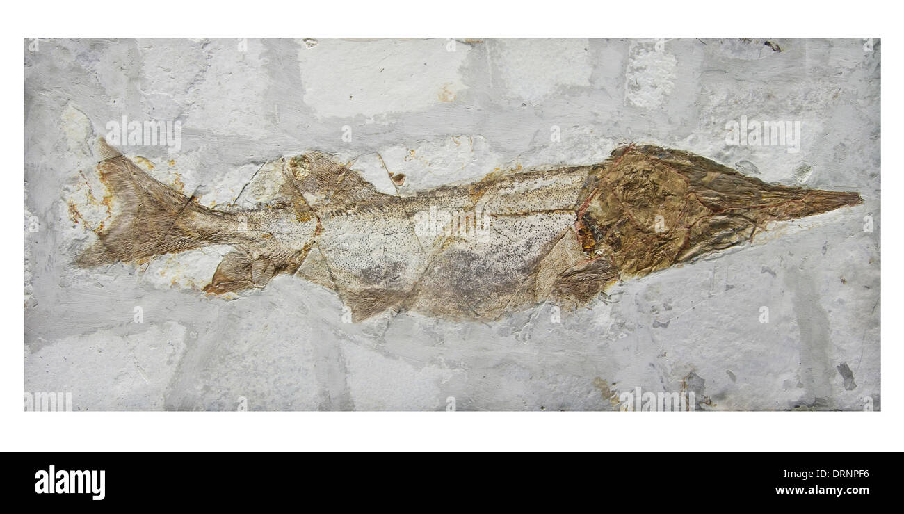 fossile dei pesci Foto Stock