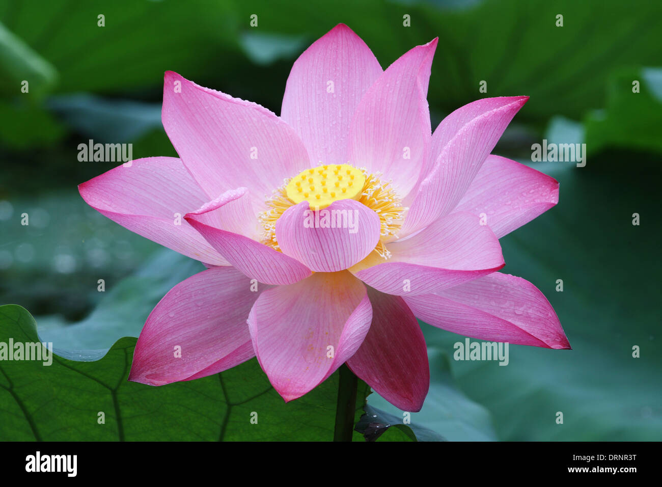 Blooming fiore di loto Foto Stock