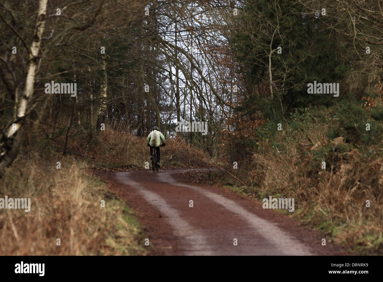 Ciclista su un sentiero di bosco nella Foresta di Dean Foto Stock
