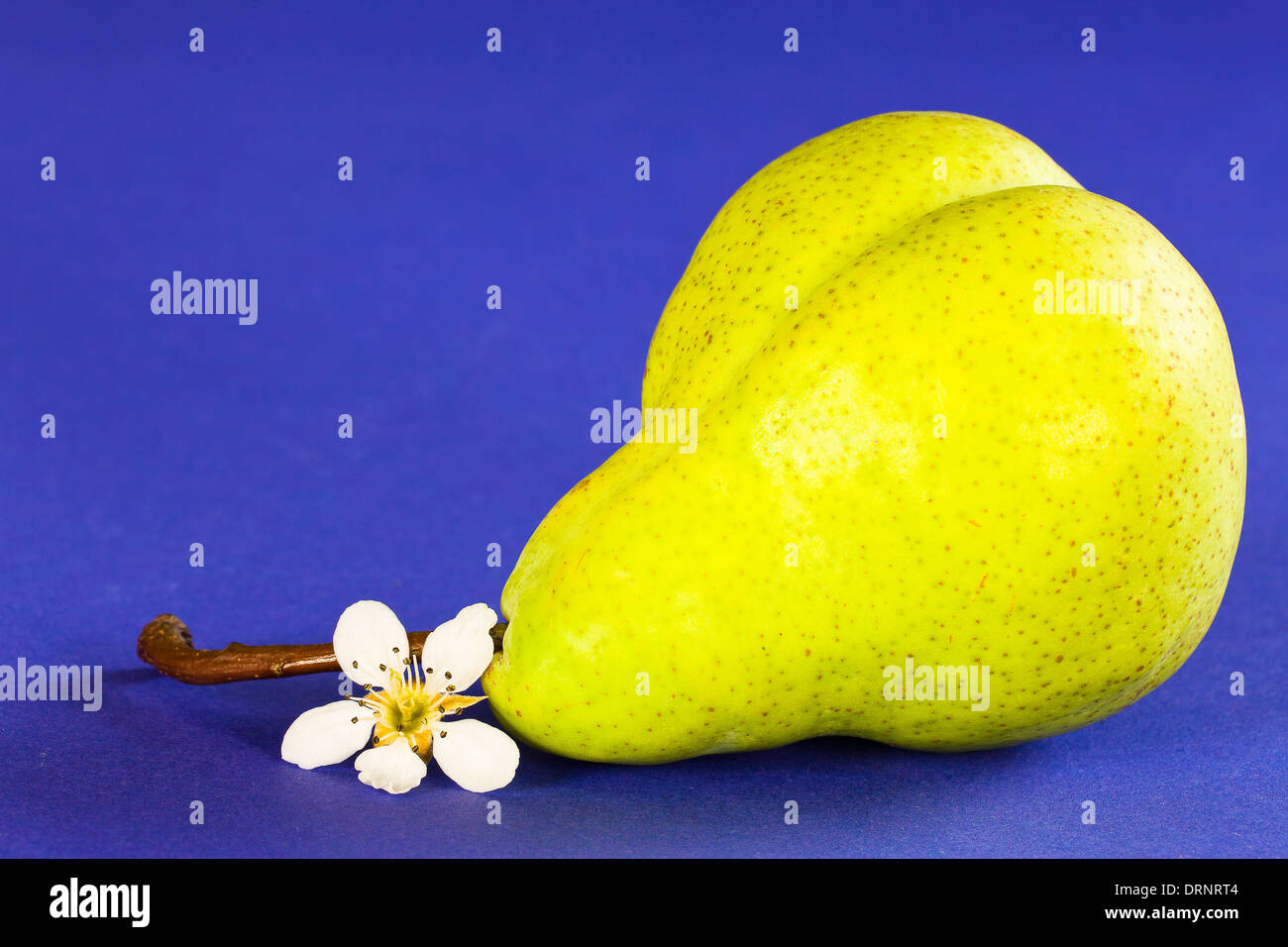 Pera su uno sfondo blu con un fiore di pera Foto Stock