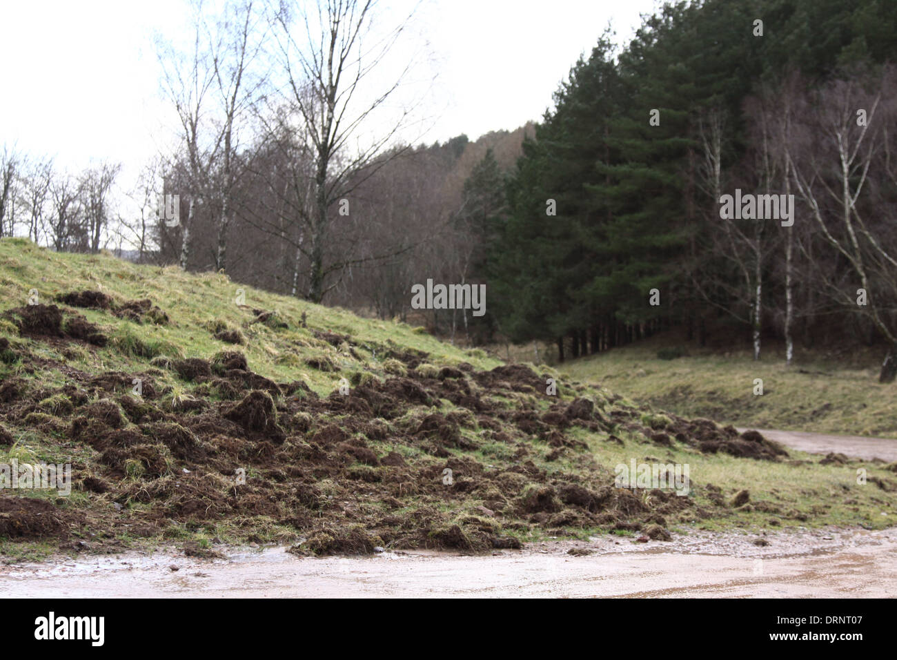 Il Cinghiale danni nella Foresta di Dean. Foto Stock