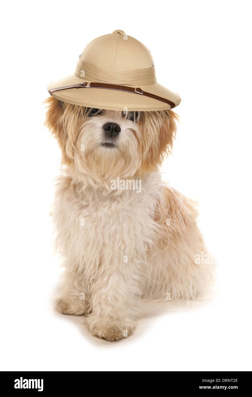 Shih tzu cane indossando un Safari esploratori hat Foto Stock