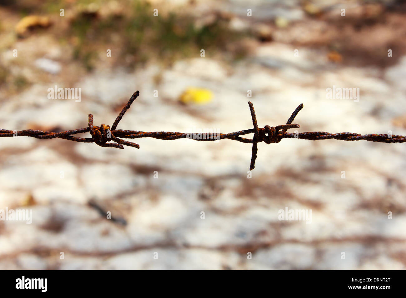 Il close up Rusty filo spinato. (Sicurezza) Foto Stock