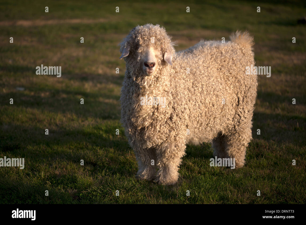 Una capra angora in Fiaba Farm in Waxahachie, Texas, Stati Uniti, 4 dicembre 2013. Foto Stock