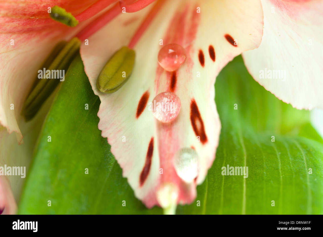 Sfondo di un'orchidea di rugiada close up Foto Stock