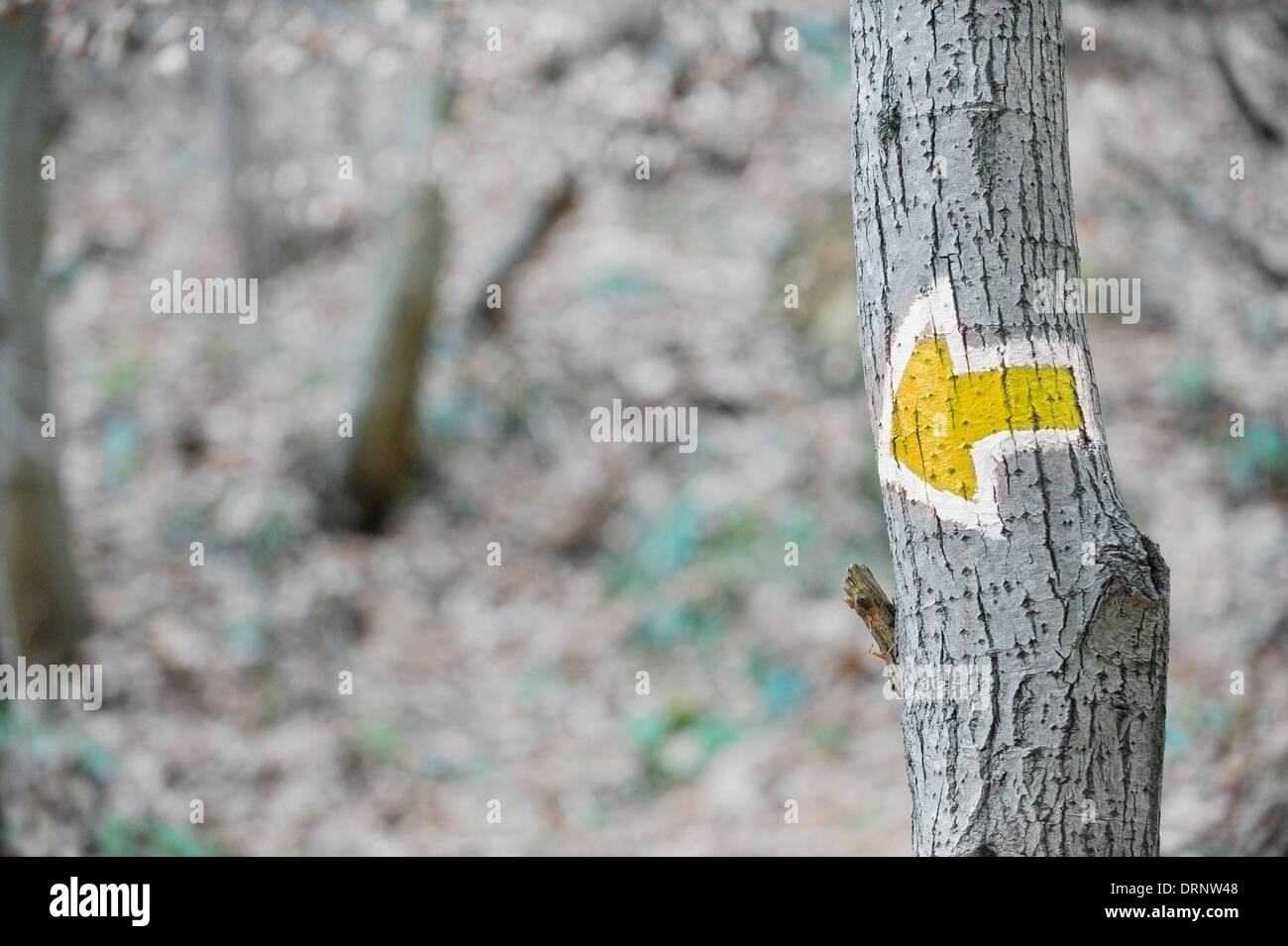 Una freccia gialla segno su un albero segnando un escursionismo itinerario turistico Foto Stock