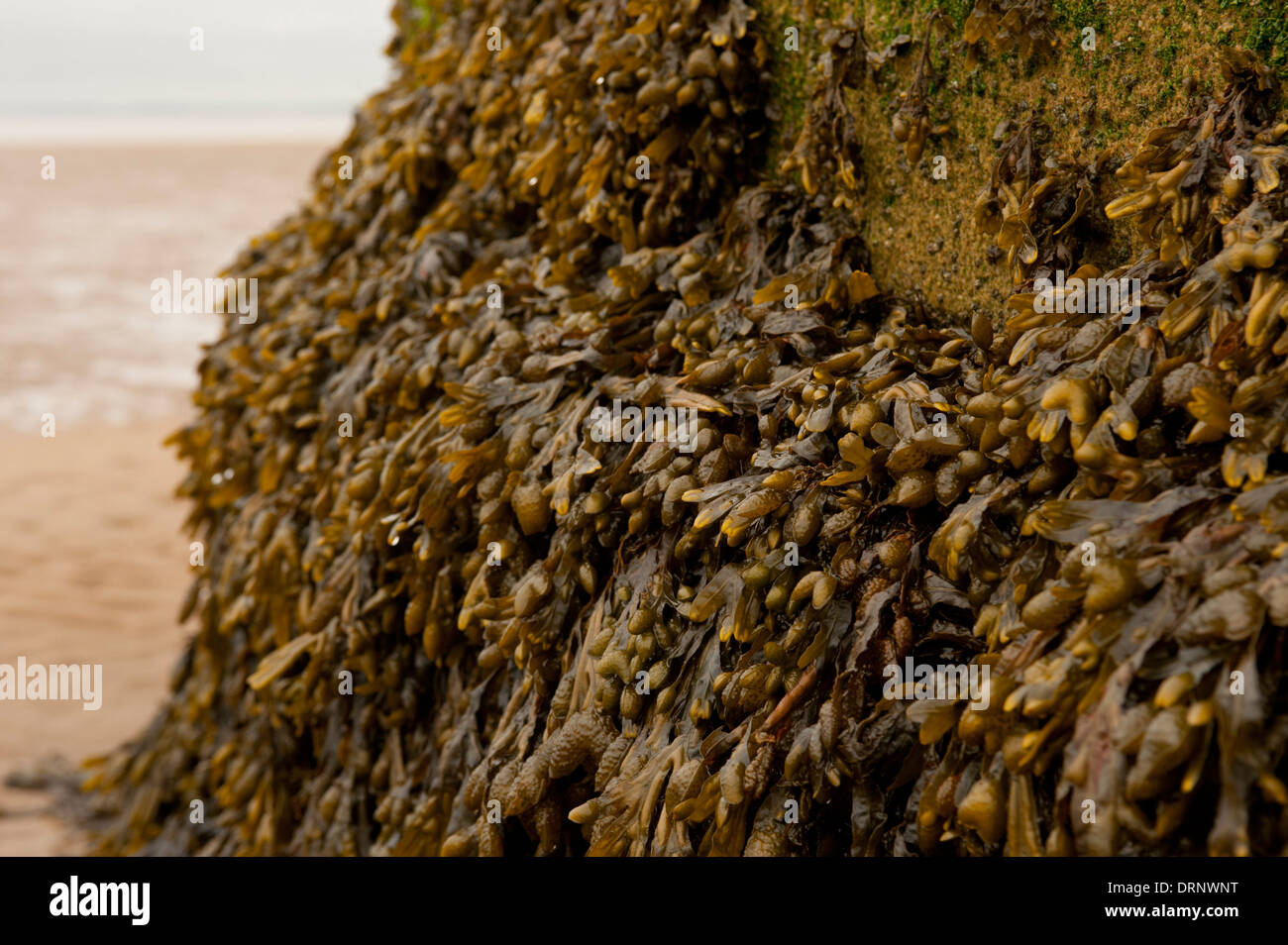 Spirale rack alghe crescere su Spurn Point Low Light. Foto Stock