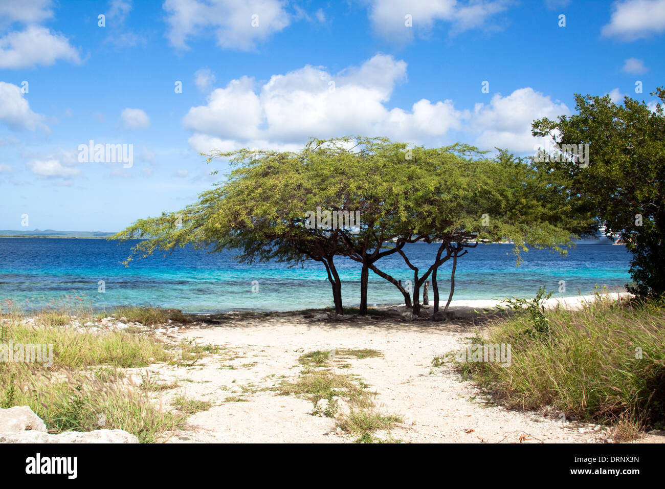 Alberi divi all 'Te Amo' beach in Bonaire Foto Stock
