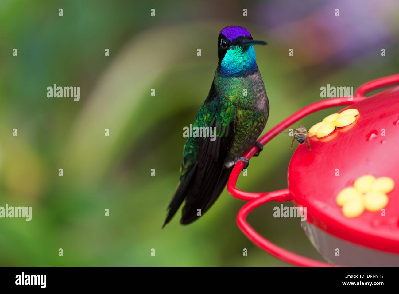 Magnifica Hummingbird (Eugenes fulgens). Costa Rica. Foto Stock