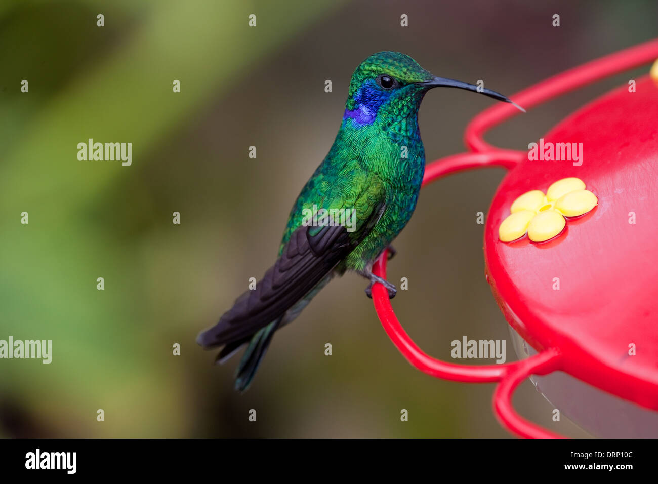 Verde viola-orecchio (Hummingbird Colibri thalassinus). Seduta su un zucchero/nectar stazione di alimentazione, punta della linguetta sporgente. Foto Stock