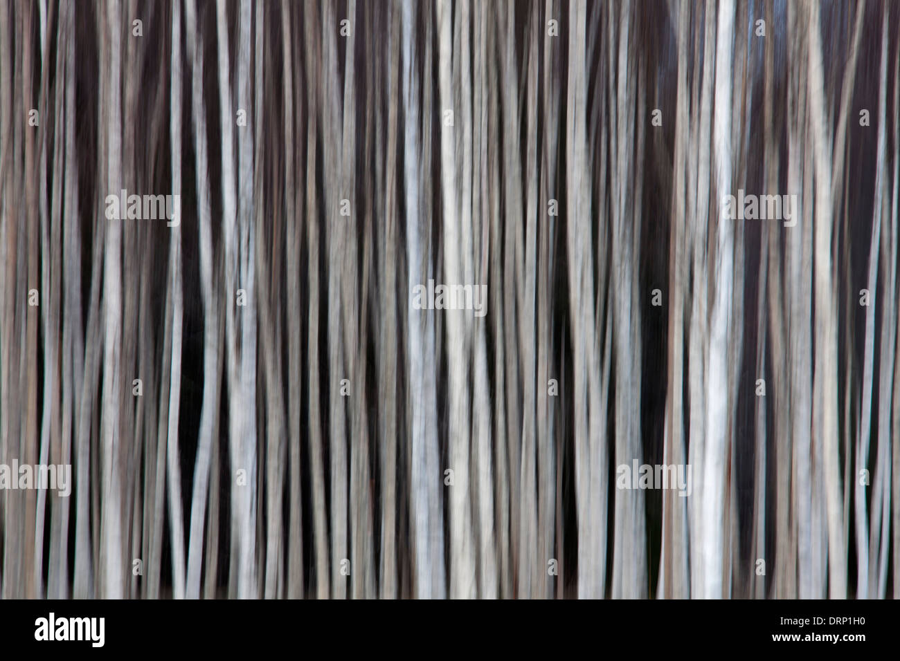 Tronchi di alberi di argento betulla / comune / betulla betulle bianche (Betula pendula / betula alba) alberi in foresta, Svezia e Scandinavia Foto Stock