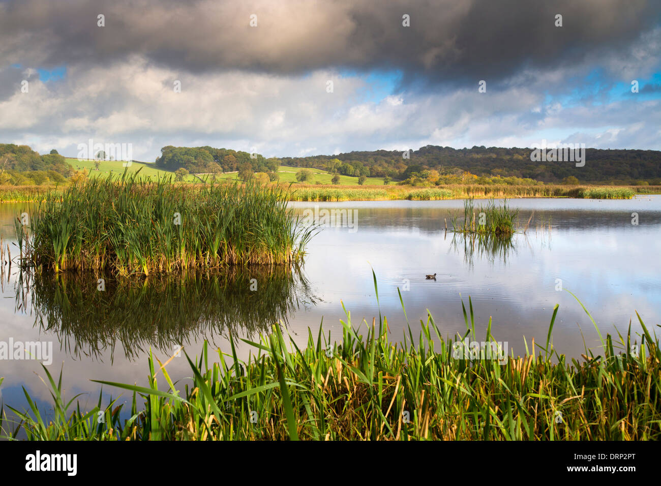 Leighton Moss; RSPB Riserva; Lancashire, Regno Unito Foto Stock