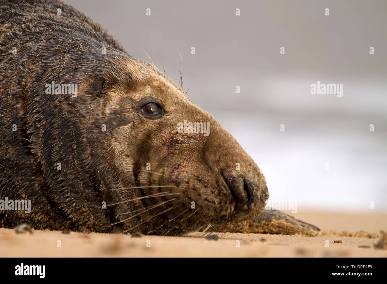 Bull guarnizione grigio, Halichoerus grypus ritratto Foto Stock