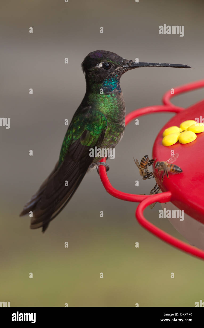 Magnifica Hummingbird (Eugenes fulgens). Attratto, insieme con le api, ad una stazione di alimentazione con sostituto nettare soluzione. Foto Stock