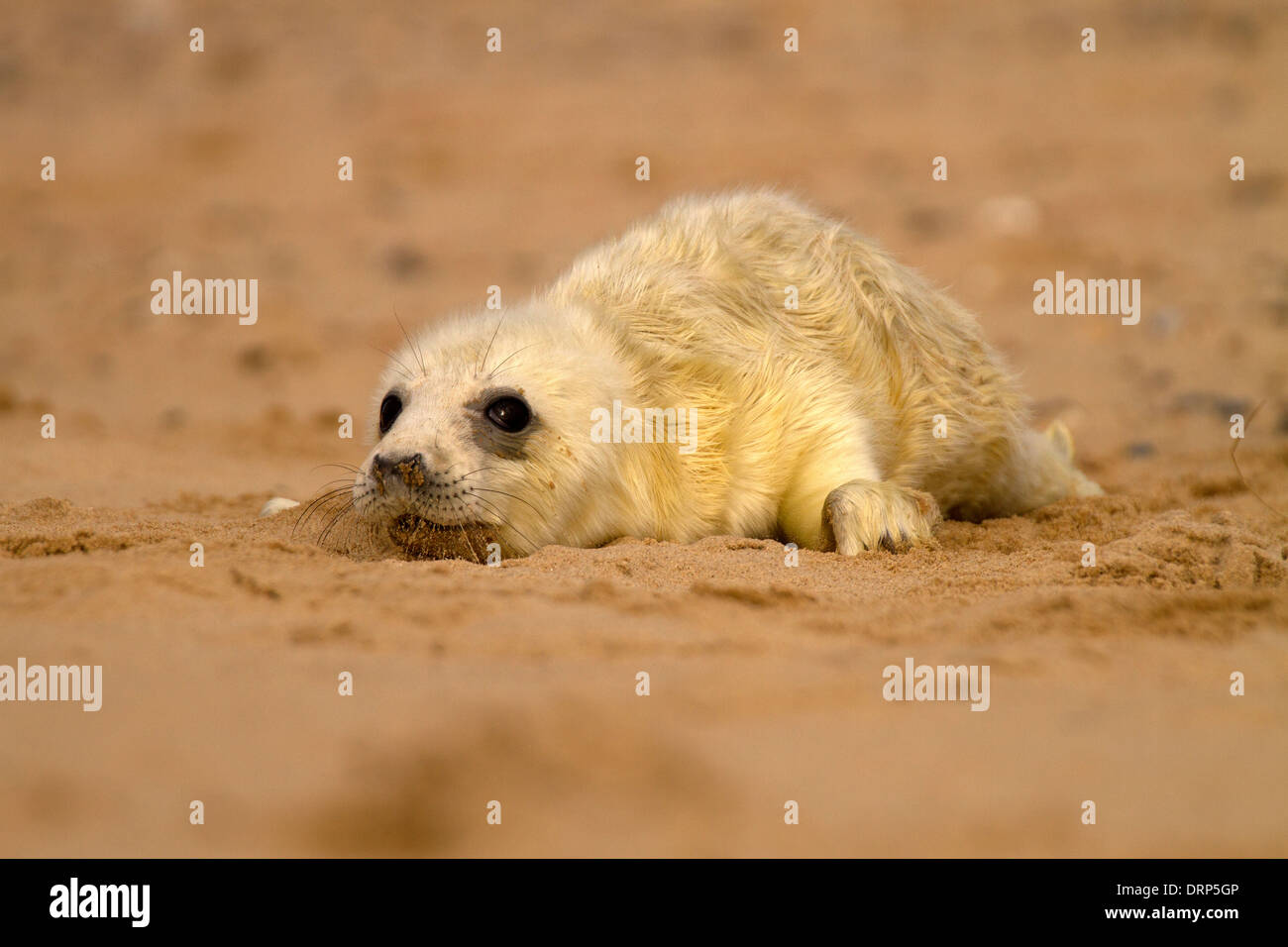 Guarnizione grigio, Halichoerus grypus pup Foto Stock