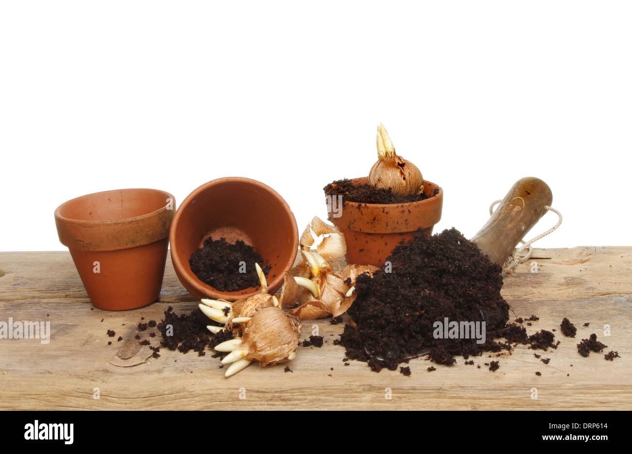 Crocus bulbi, giardino cazzuola compost e pentole su un banco di incapsulazione Foto Stock