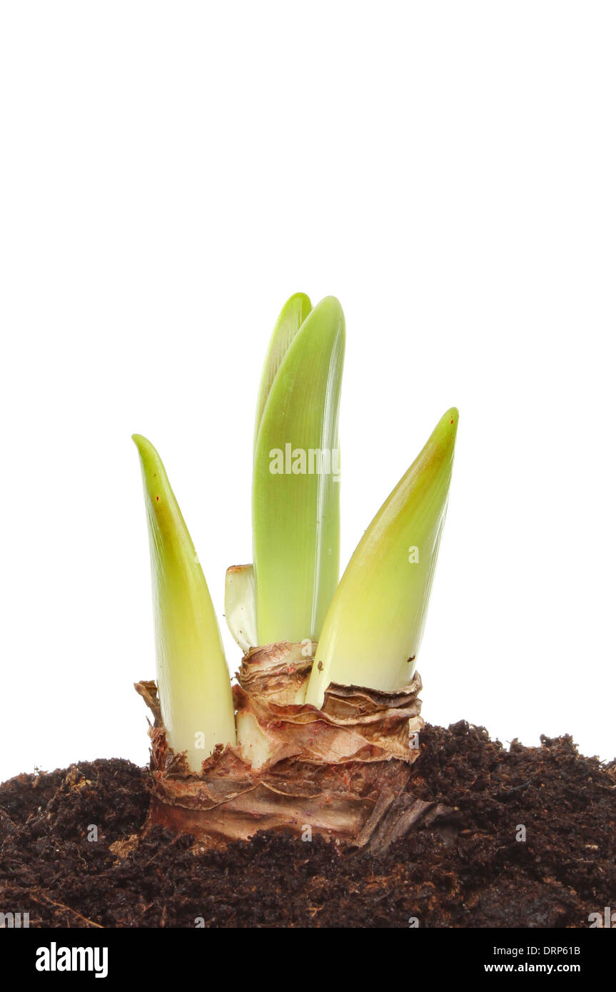 Germogli verdi crescente da un bulbo amaryllis Foto Stock