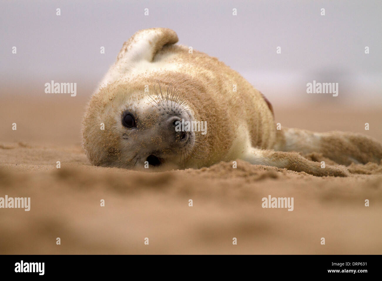 Guarnizione grigio, Halichoerus grypus pup rolling Foto Stock