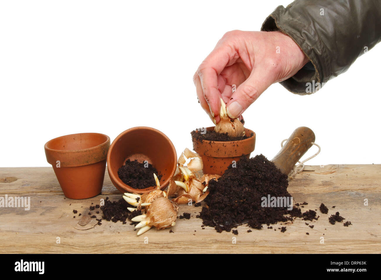 La mano di piantare crocus bulbi in vasi su un banco di incapsulazione Foto Stock