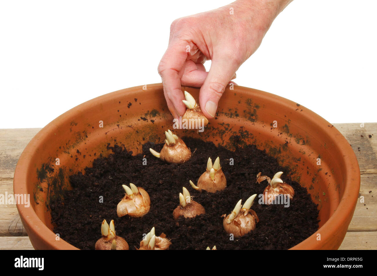 La mano di piantare crocus bulbi in una pentola su un banco di incapsulazione Foto Stock