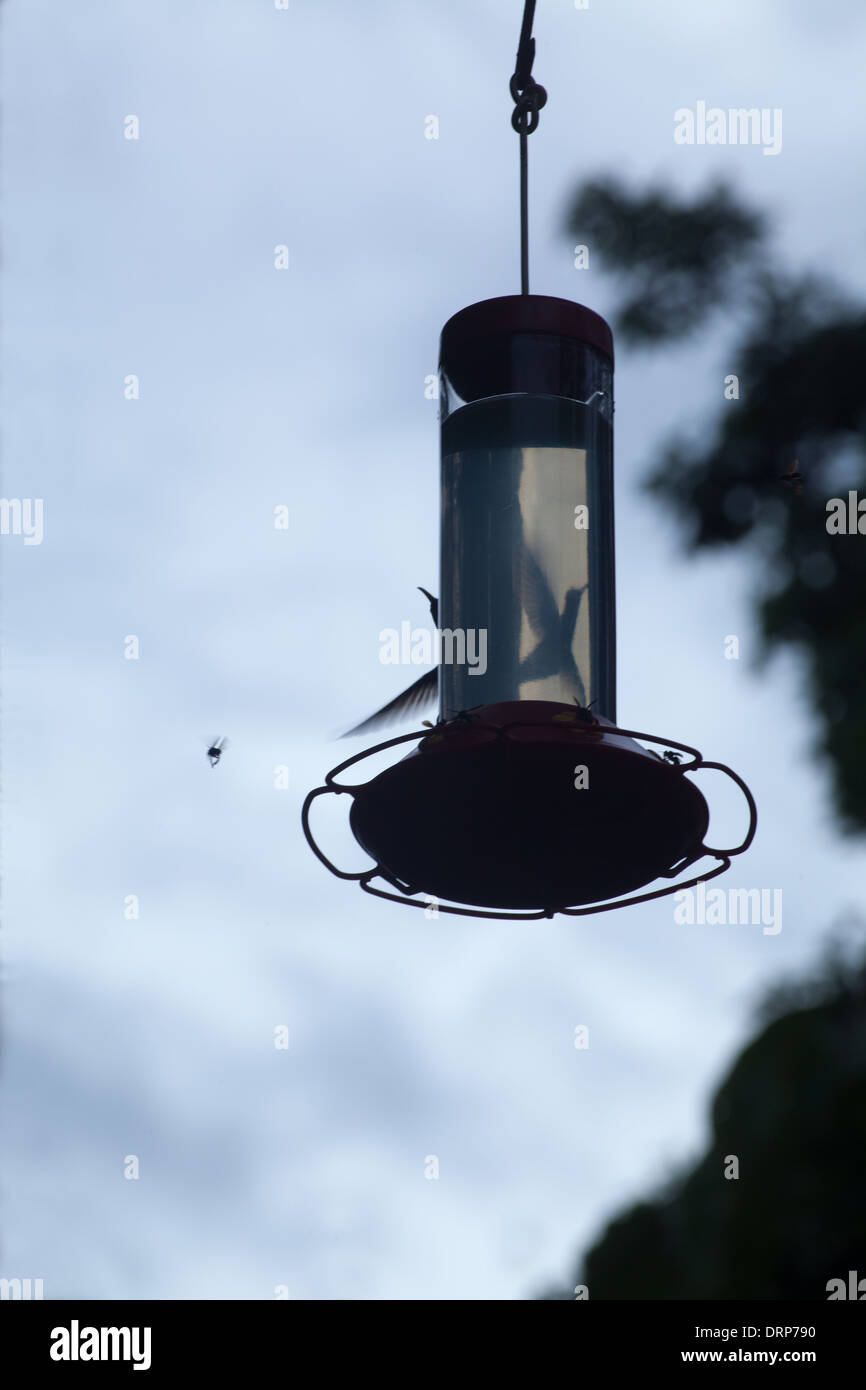 Hummingbird (Florisuga mellivora), viste in parte attraverso acrilico trasparente di lato di una stazione di alimentazione. Foto Stock