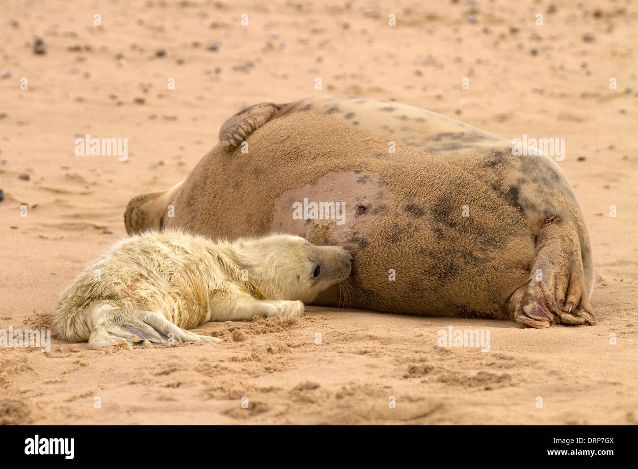 Guarnizione grigio, Halichoerus grypus pup allattamento Foto Stock