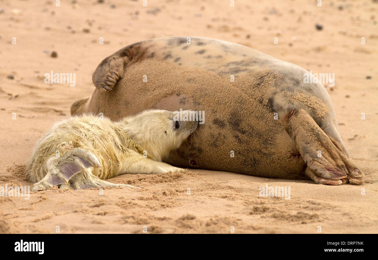 Guarnizione grigio, Halichoerus grypus pup allattamento Foto Stock