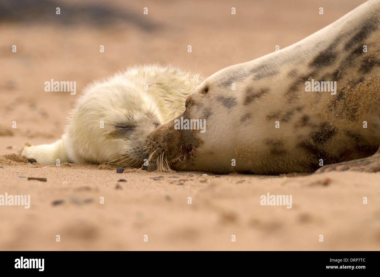 Guarnizione grigio, Halichoerus grypus pup saluto Foto Stock