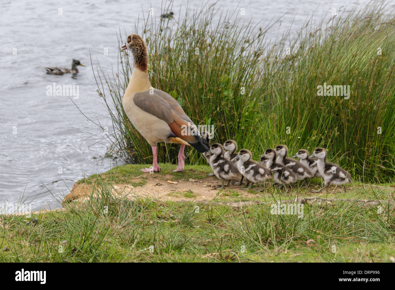 Egyption goose con neonati in piedi in Richmond Park vicino lago d acqua Foto Stock
