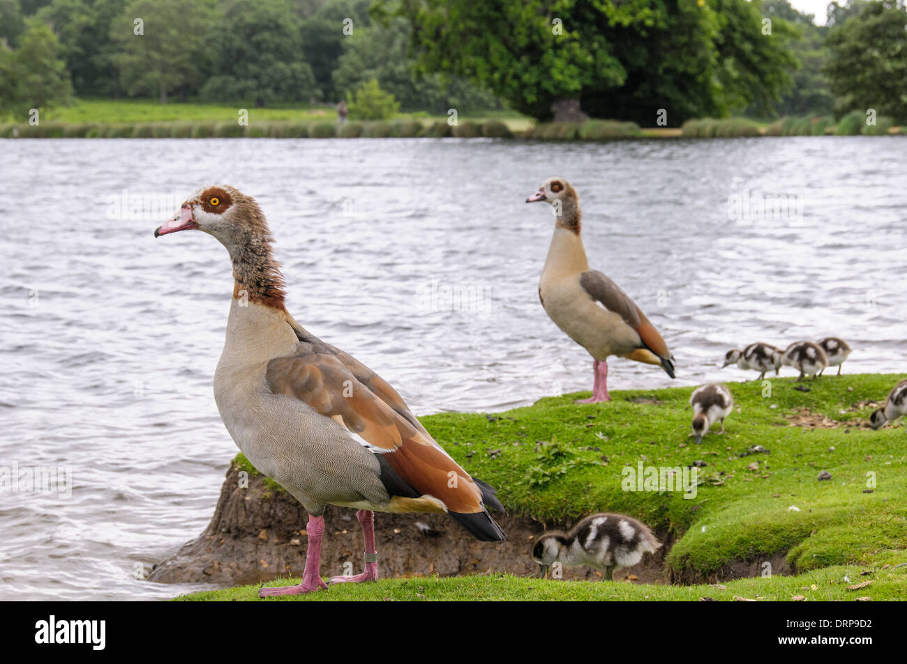 Due egyption oche con baby oche in Richmond Park guardando l'acqua Foto Stock