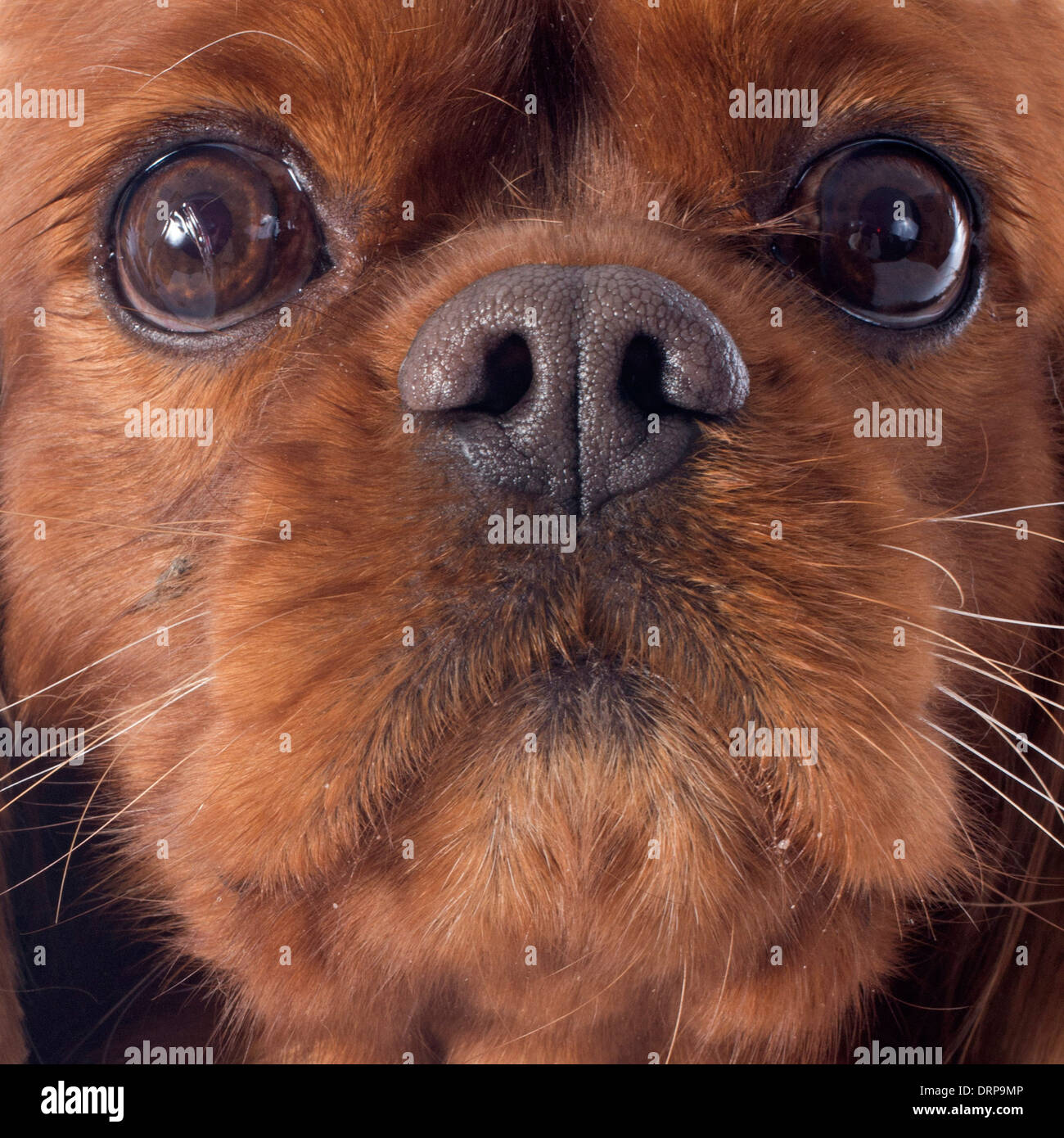 Cavalier King Charles di fronte a uno sfondo bianco Foto Stock