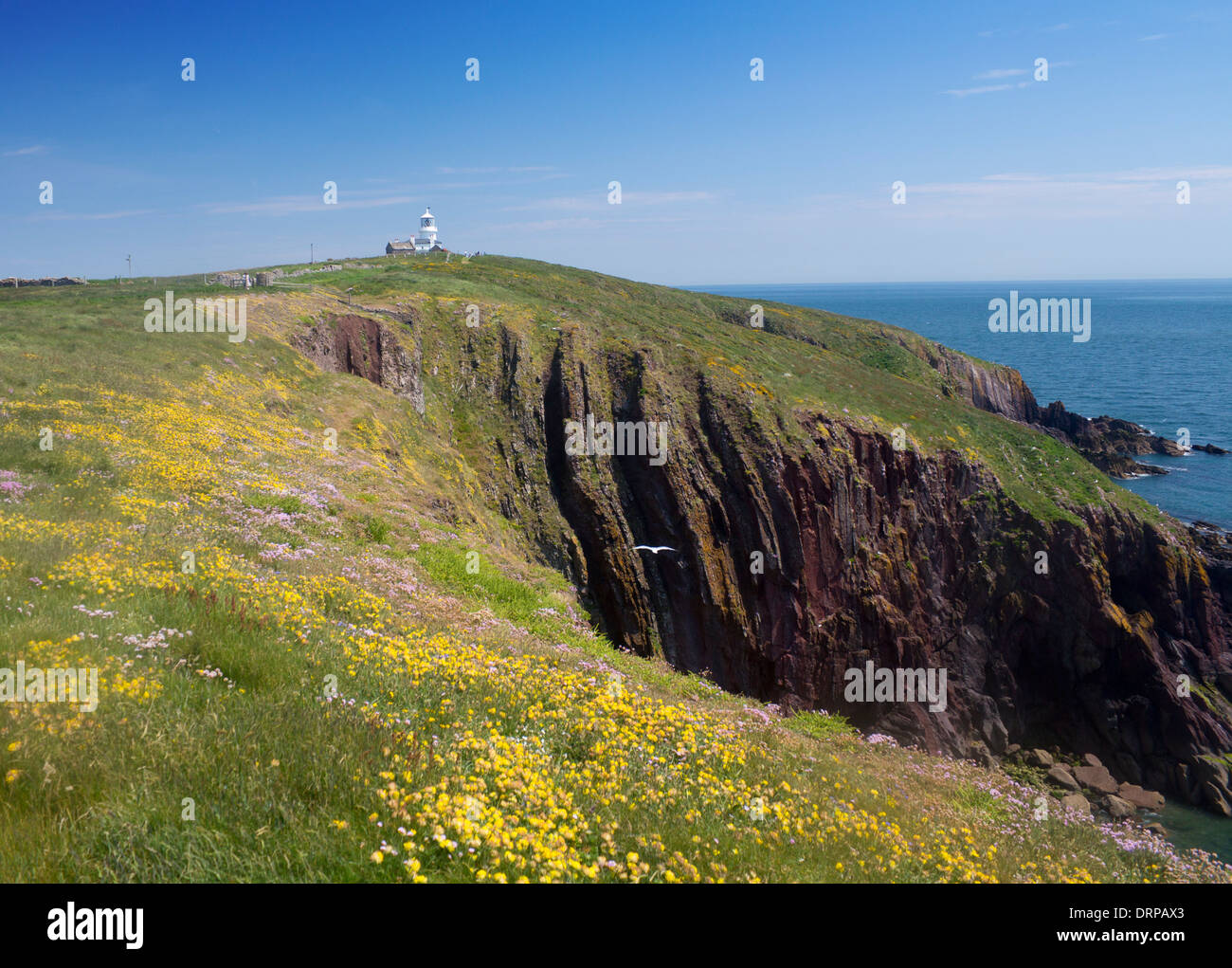 Caldey Island Lighthouse sopra scogliere con mare rosa parsimonia e fiori di colore giallo in primo piano Pembrokeshire West Wales UK Foto Stock