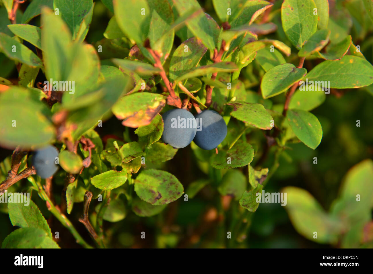 I mirtilli con foglie sulla maniglia Foto Stock