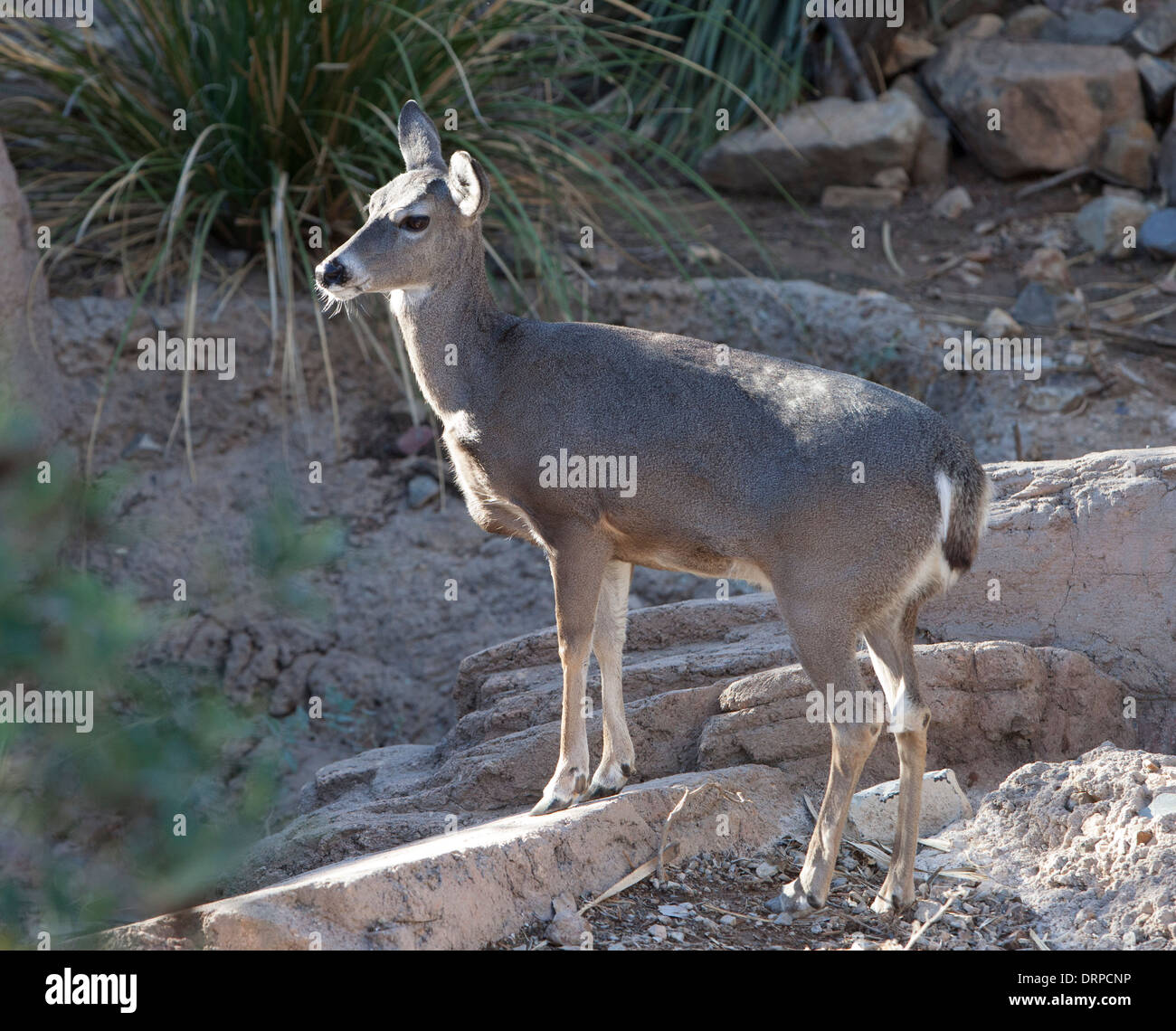Il coyote (US Canis latrans), noto anche come la American jackal, spazzola Wolf, o la prairie Wolf, è una specie di cane. Foto Stock
