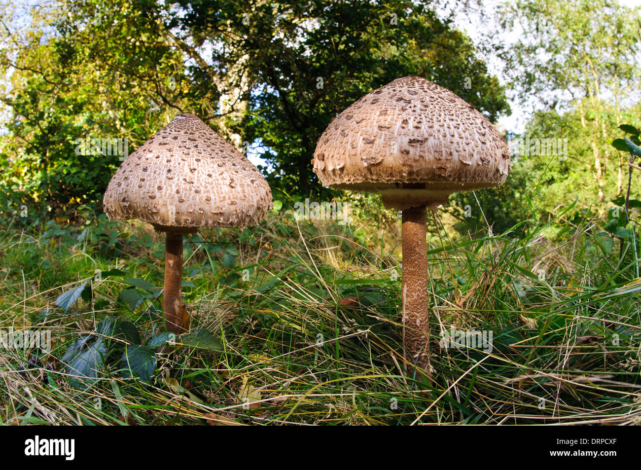 Parasol (Macrolepiota procera), due corpi fruttiferi in crescita in unimproved pascoli nel Clumber Park, Nottinghamshire. Settembre. Foto Stock