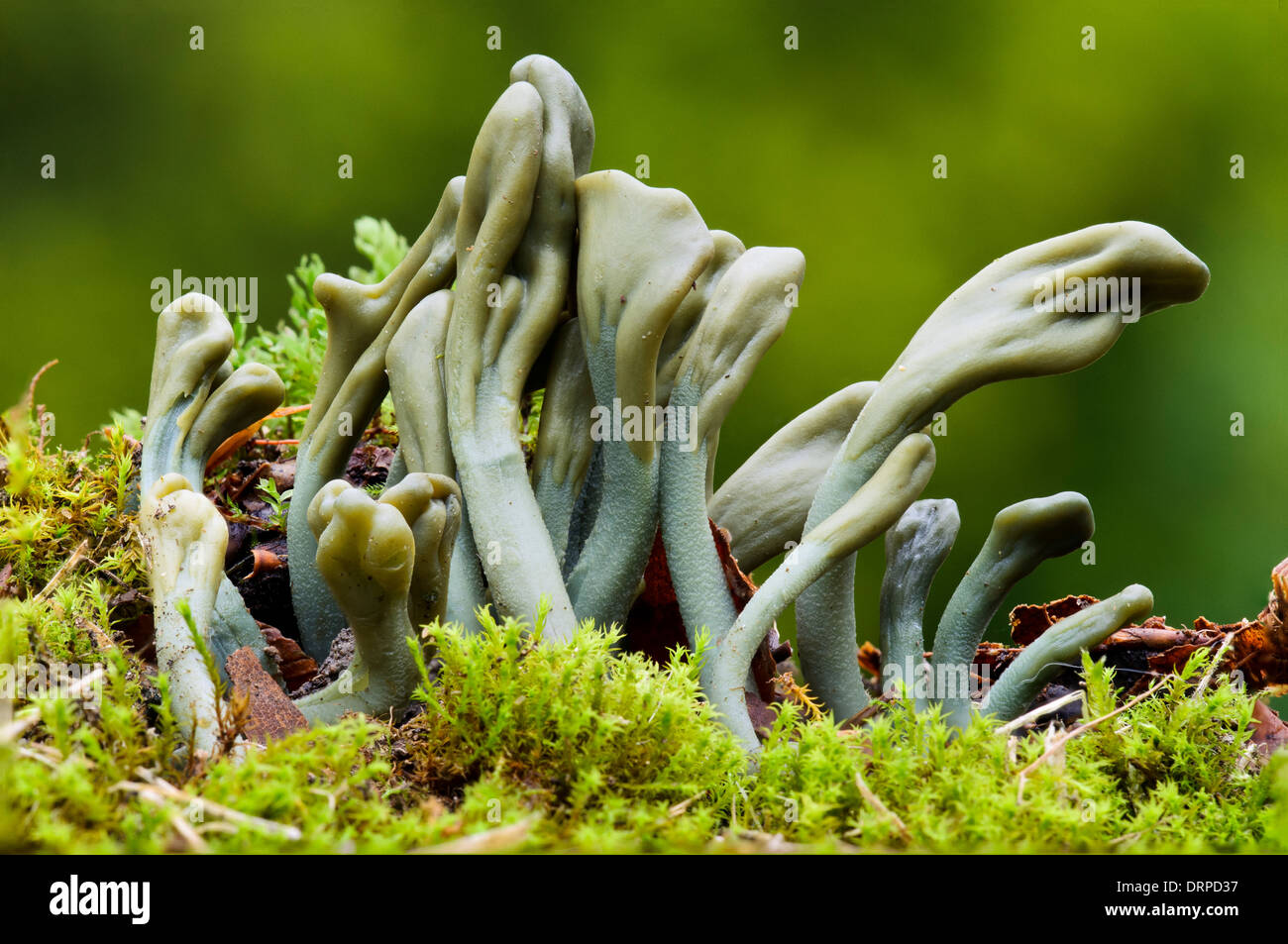 Verde (Earthtongue Microglossum viride), di corpi fruttiferi che cresce dal terreno di muschio in Clumber Park, Nottinghamshire. Settembre. Foto Stock