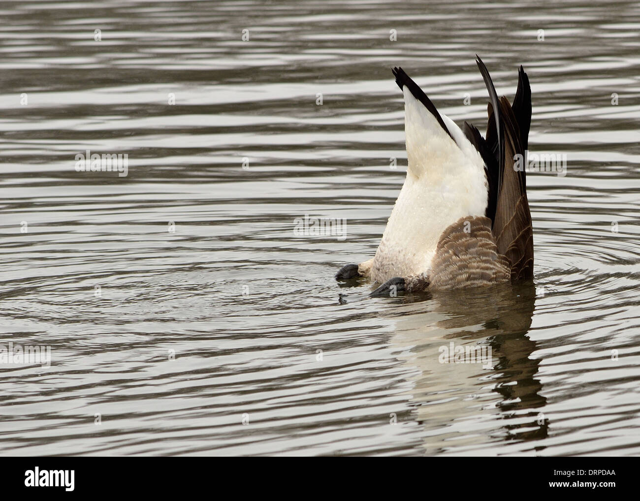 Un Canada Goose sotto acqua di alimentazione sul fondo del lago vegetazione. Foto Stock
