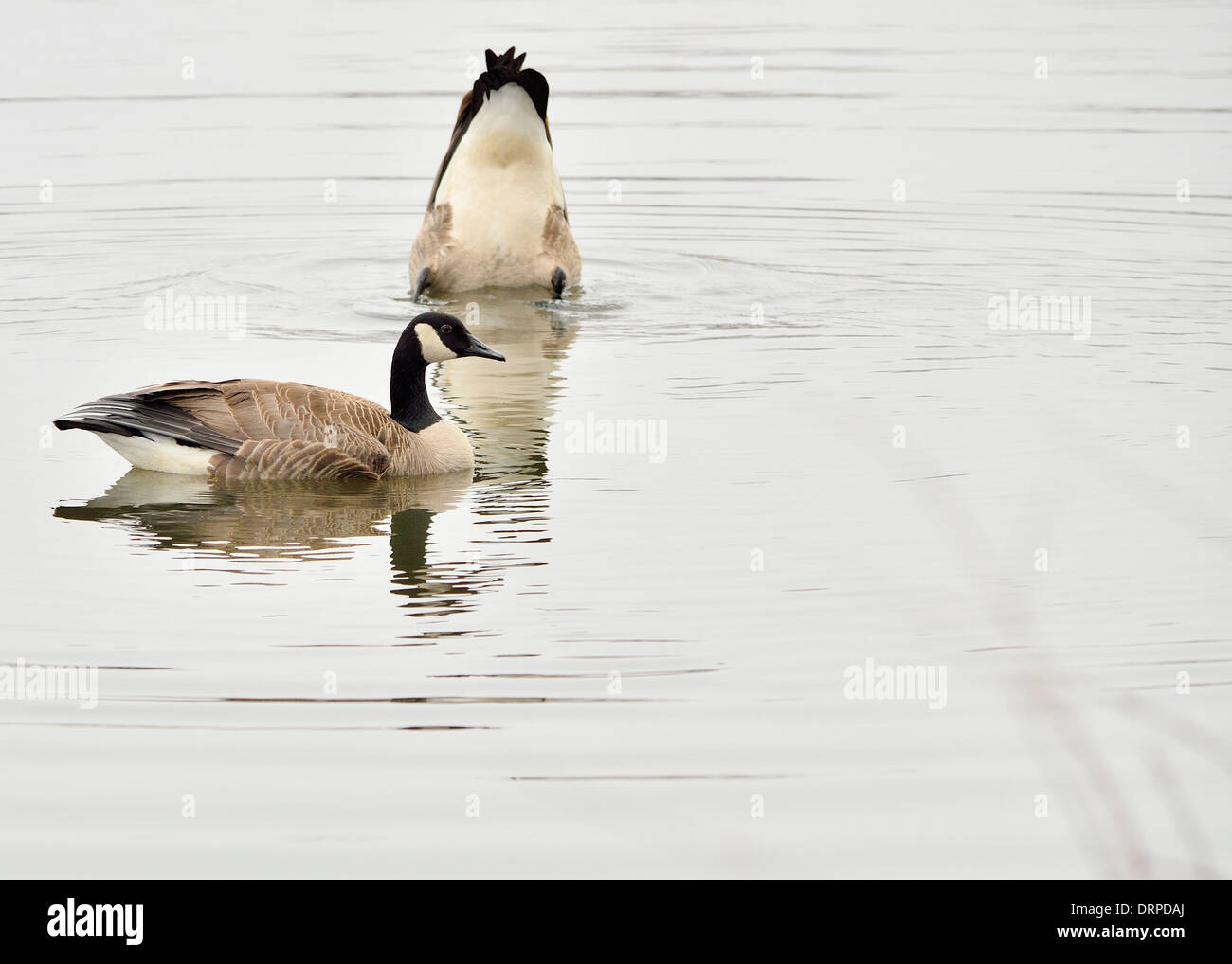 Un Canada Goose galleggianti in un corpo di acqua. Foto Stock