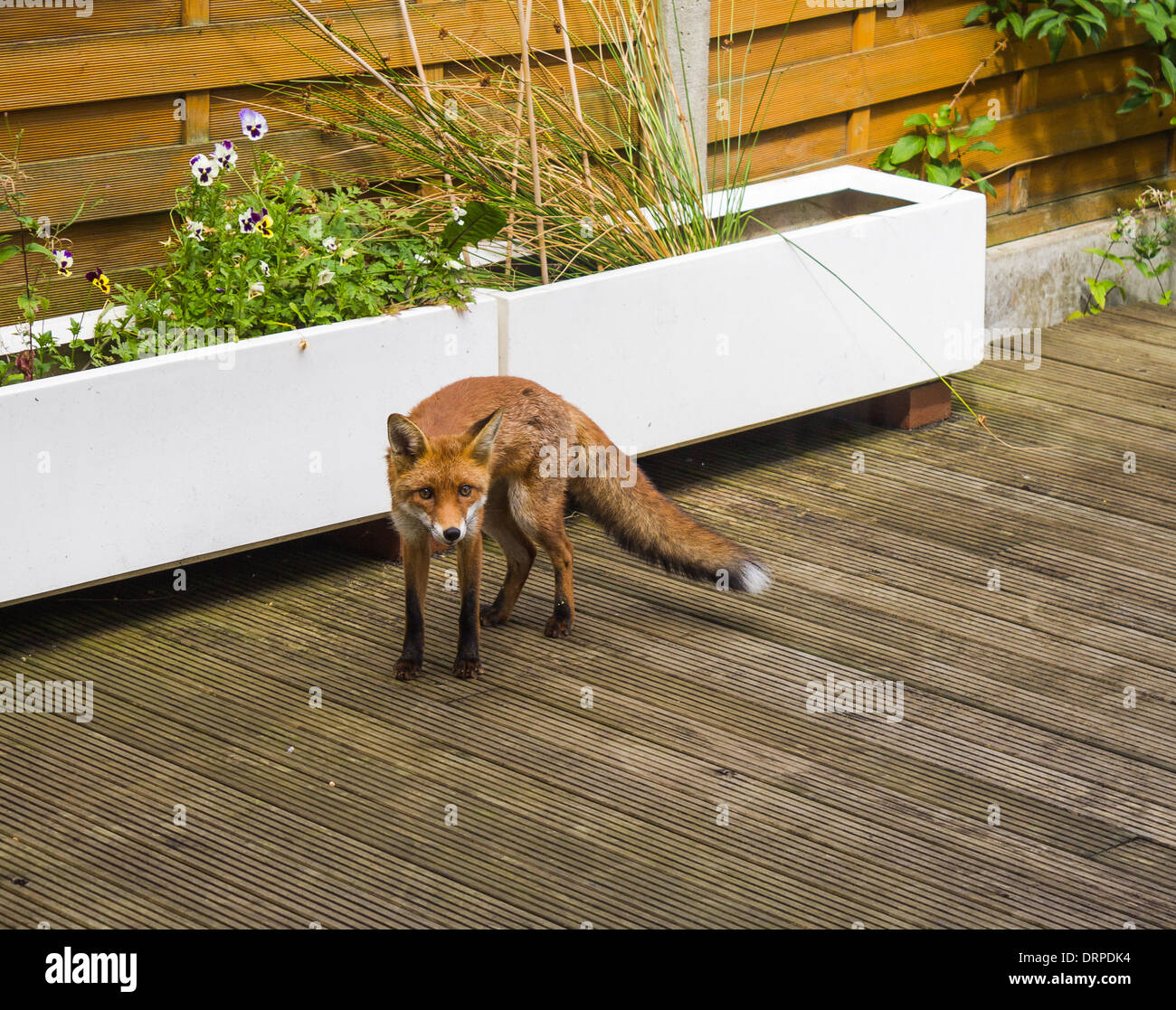 Una volpe in un giardino residenziale Foto Stock
