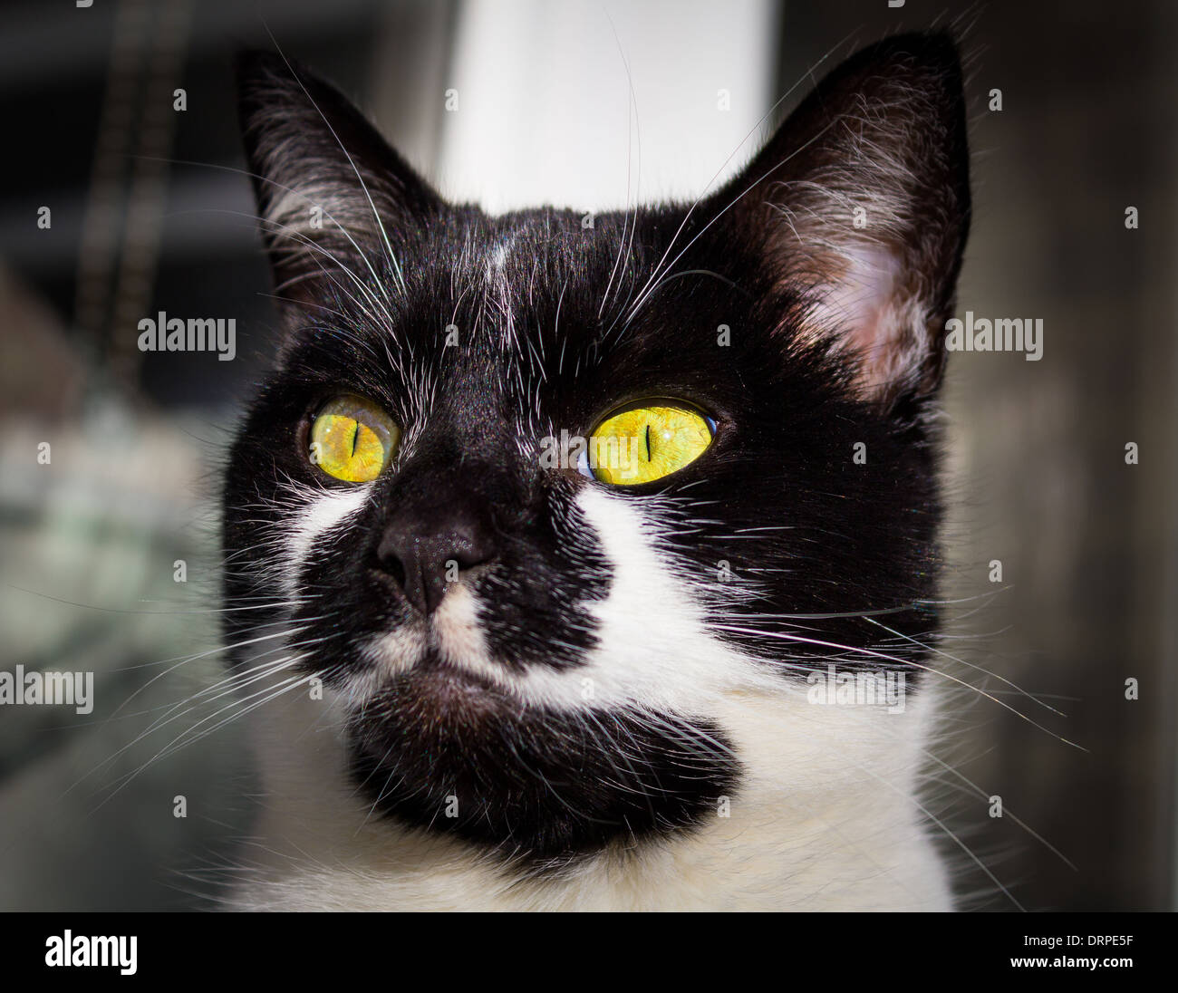 Primo piano di una testa di gatti Foto Stock