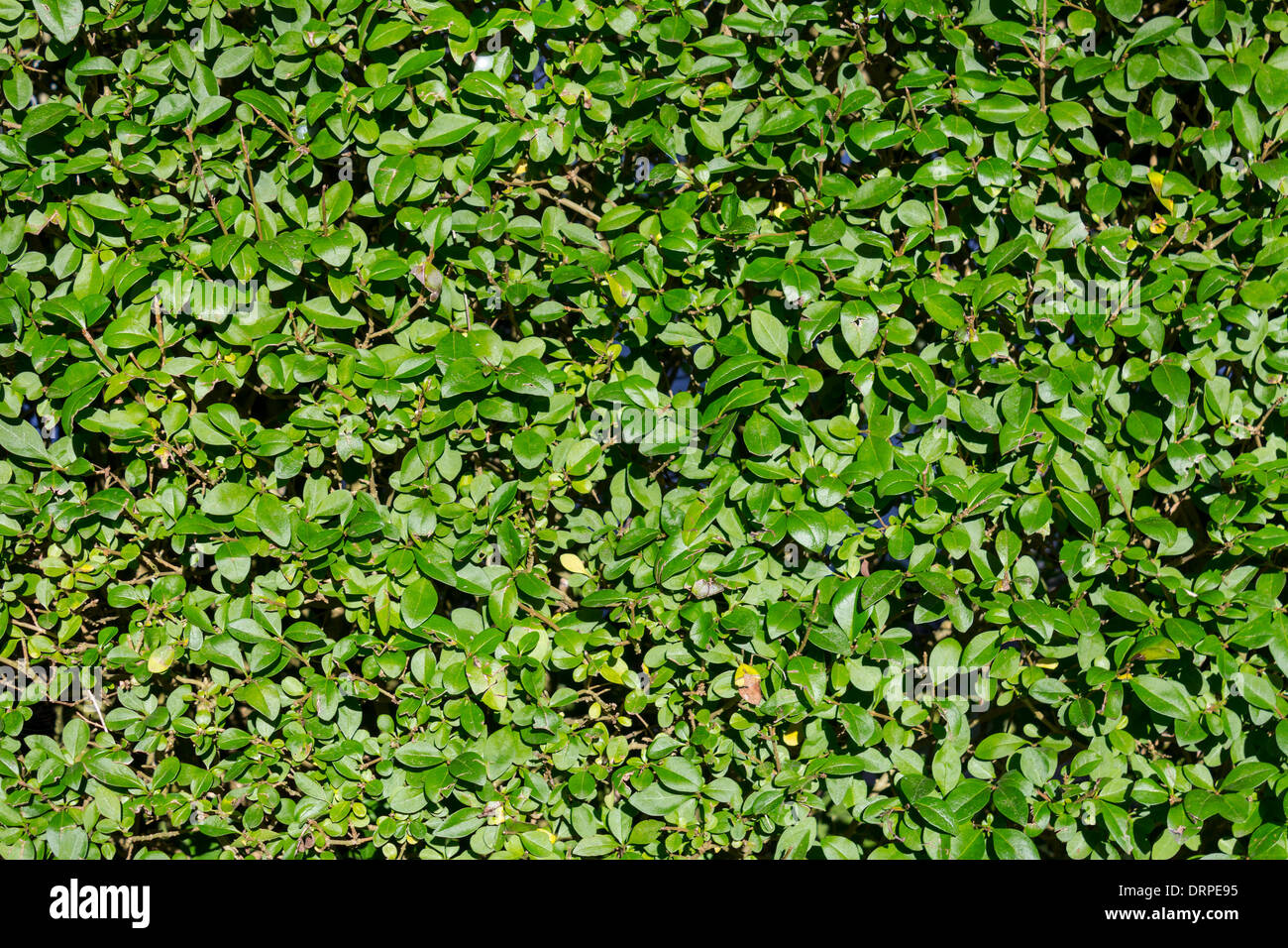 Full frame texture hedge Foto Stock