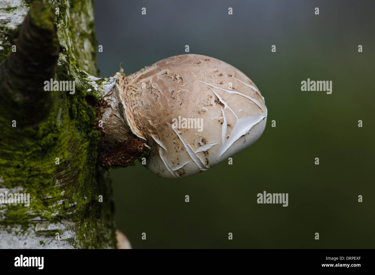 Birch Polypore (Piptoporus betulinus), fresco giovane corpo fruttifero spuntano dal tronco di una betulla a RSPB Fairburn Ings Foto Stock