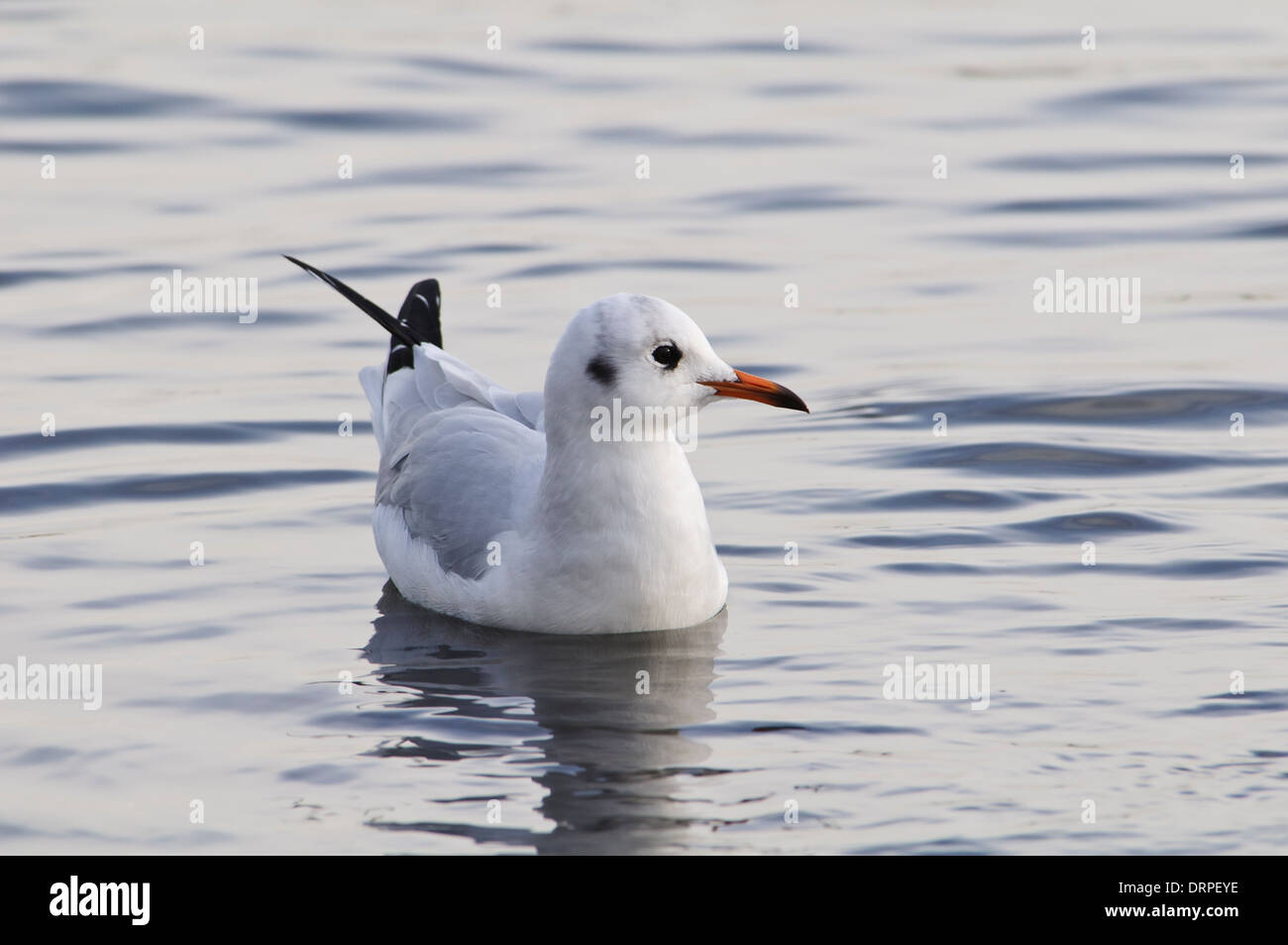 A testa nera (gabbiano Larus ridibundus), adulto in livrea invernale di nuoto sulla baia principale a RSPB Fairburn Ings, Castleford Foto Stock