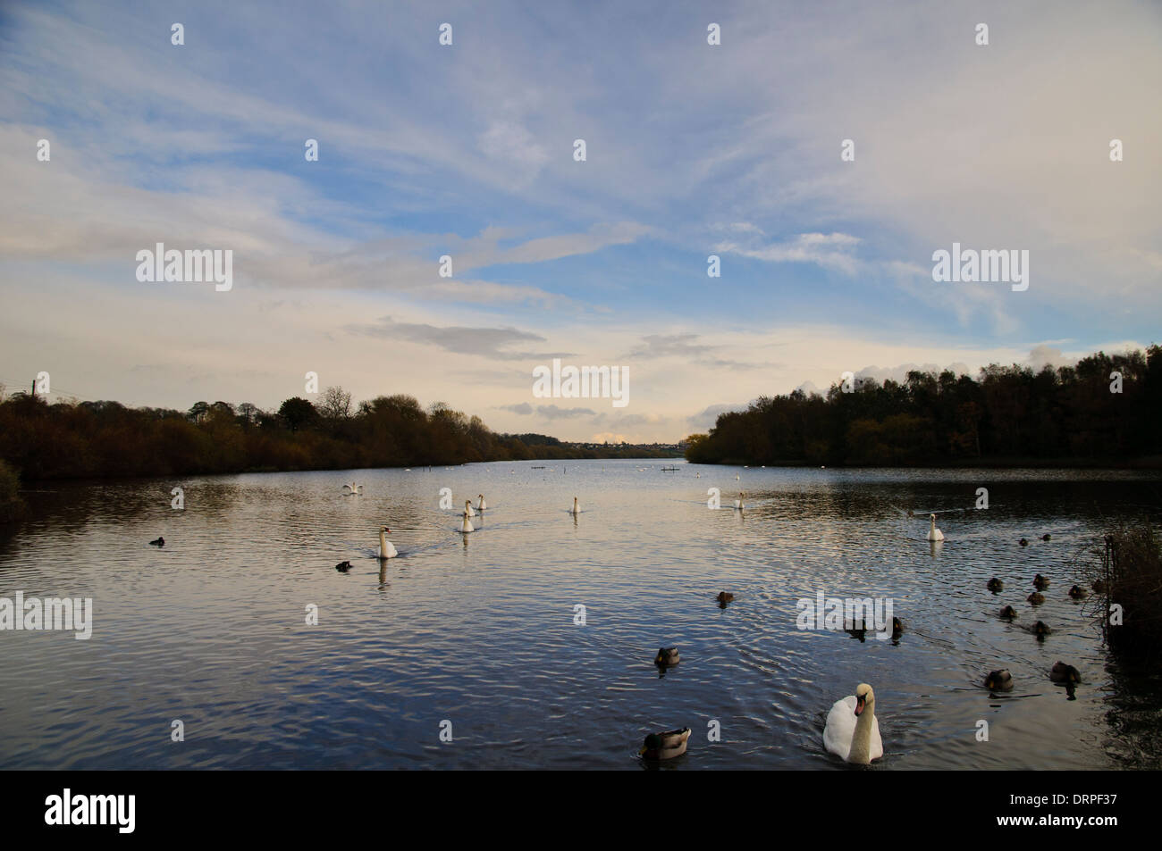 Una vista della baia principale a RSPB Fairburn rali con germani reali (Anas platyrhynchos) e cigni (Cygnus olor). Foto Stock